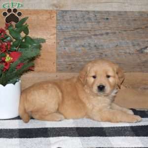 Fiddle, Golden Retriever Puppy