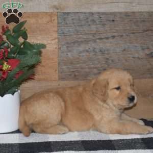Fiddle, Golden Retriever Puppy