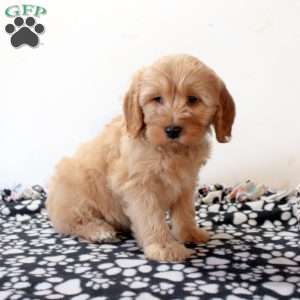Fido, Mini Goldendoodle Puppy