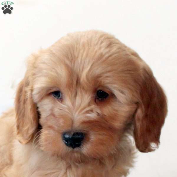 Fido, Mini Goldendoodle Puppy