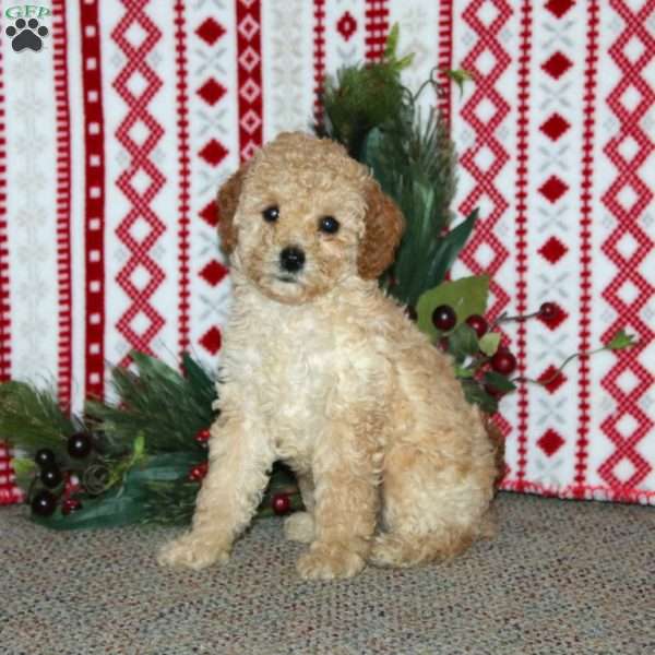 Fido, Cockapoo Puppy