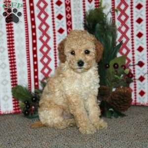 Fido, Cockapoo Puppy