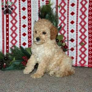 Fido, Cockapoo Puppy