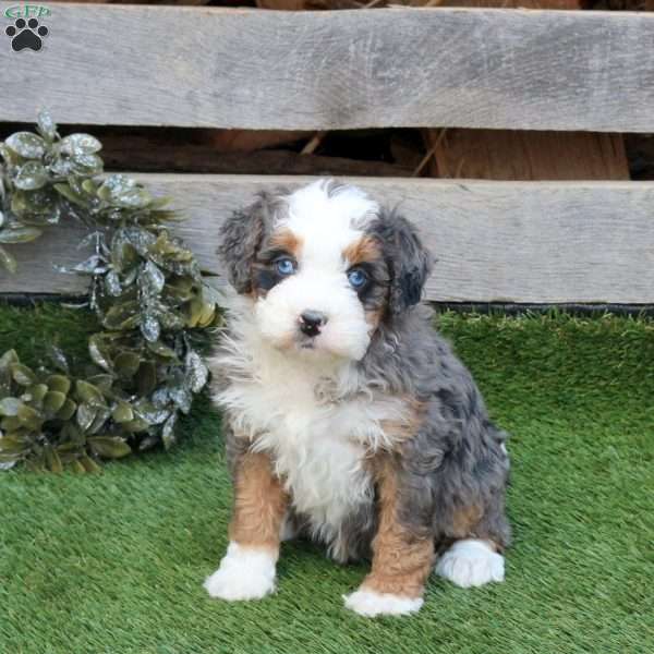 Fig, Mini Bernedoodle Puppy