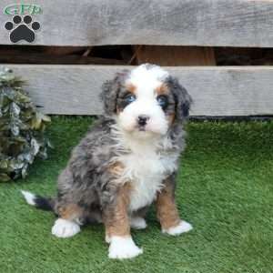 Fig, Mini Bernedoodle Puppy