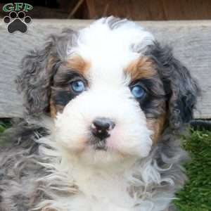 Fig, Mini Bernedoodle Puppy
