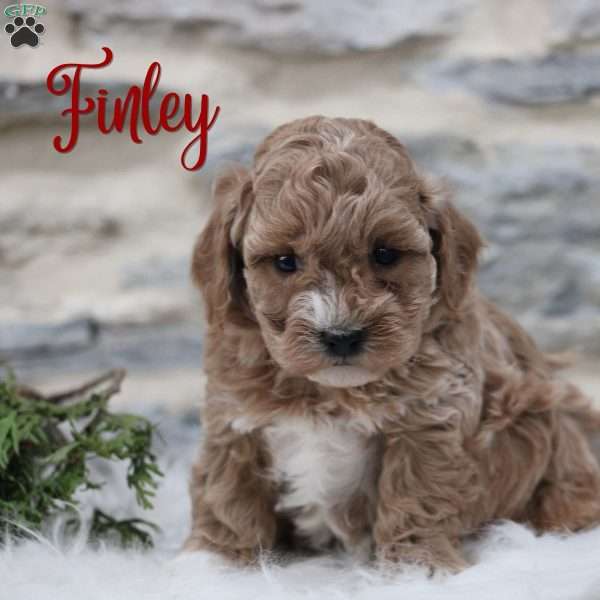 Finley, Toy Poodle Mix Puppy
