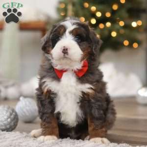 Finn, Mini Bernedoodle Puppy