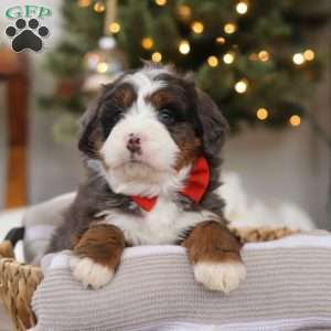 Finn, Mini Bernedoodle Puppy