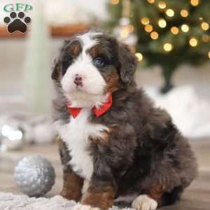 Finn, Mini Bernedoodle Puppy