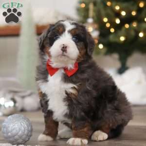 Finn, Mini Bernedoodle Puppy