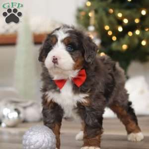 Finn, Mini Bernedoodle Puppy