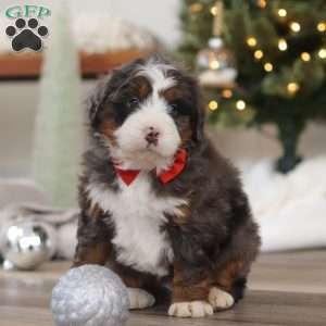 Finn, Mini Bernedoodle Puppy