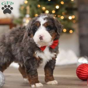 Finn, Mini Bernedoodle Puppy