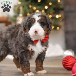 Finn, Mini Bernedoodle Puppy