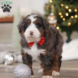 Finn, Mini Bernedoodle Puppy