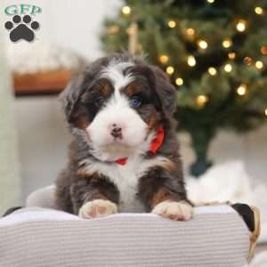 Finn, Mini Bernedoodle Puppy