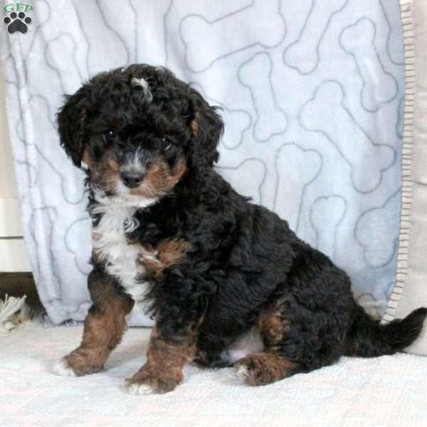 Finn, Cavapoo Puppy