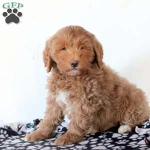 Finn, Mini Goldendoodle Puppy