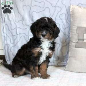 Finn, Cavapoo Puppy