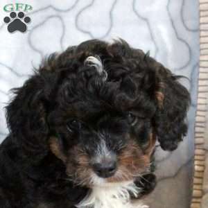 Finn, Cavapoo Puppy