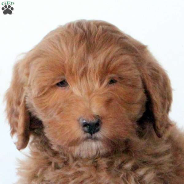 Finn, Mini Goldendoodle Puppy