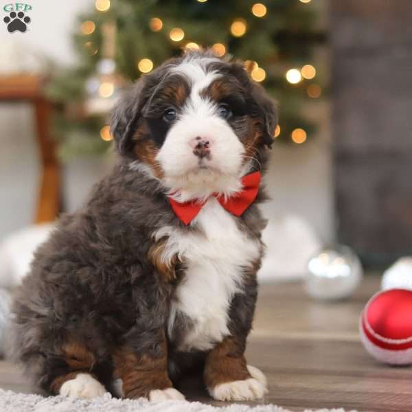 Finn, Mini Bernedoodle Puppy