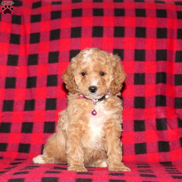 Fiona Bell, Cockapoo Puppy