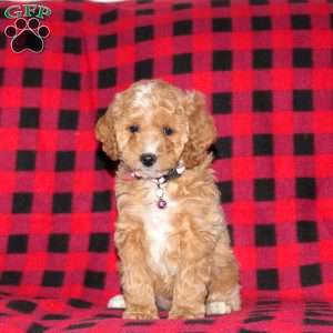 Fiona Bell, Cockapoo Puppy