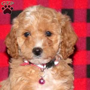 Fiona Bell, Cockapoo Puppy