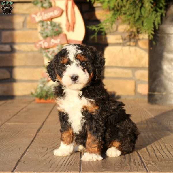 Fiona, Mini Bernedoodle Puppy