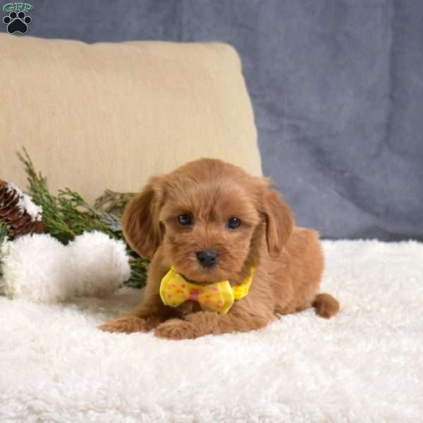 Fiona, Cavapoo Puppy