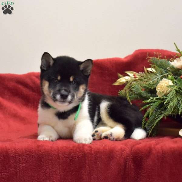 Fiona, Shiba Inu Puppy