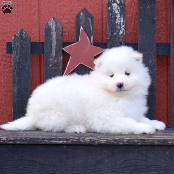 Fiona, Samoyed Puppy