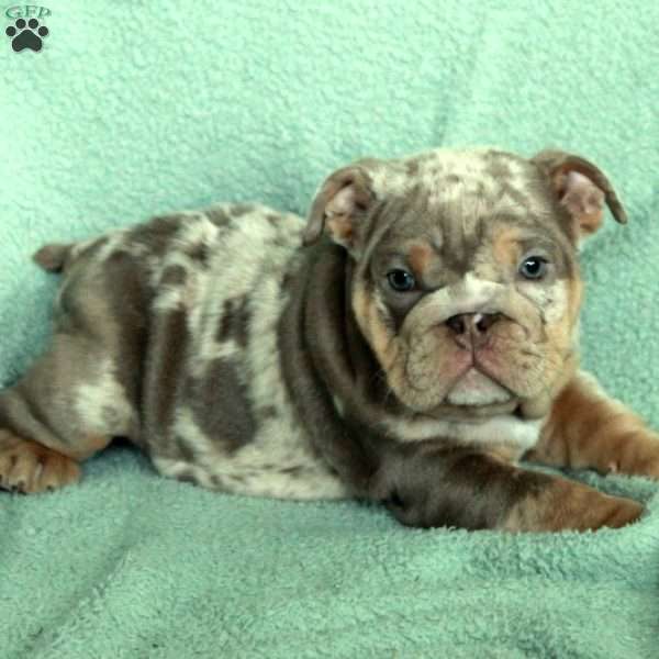 Fiona, English Bulldog Puppy