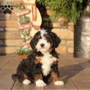 Fiona, Mini Bernedoodle Puppy