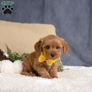 Fiona, Cavapoo Puppy