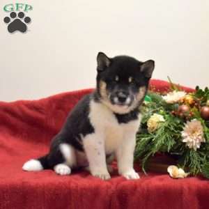 Fiona, Shiba Inu Puppy