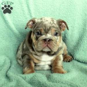 Fiona, English Bulldog Puppy