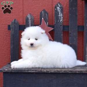 Fiona, Samoyed Puppy