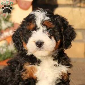 Fiona, Mini Bernedoodle Puppy
