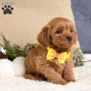 Fiona, Cavapoo Puppy