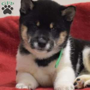 Fiona, Shiba Inu Puppy