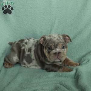 Fiona, English Bulldog Puppy