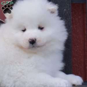 Fiona, Samoyed Puppy