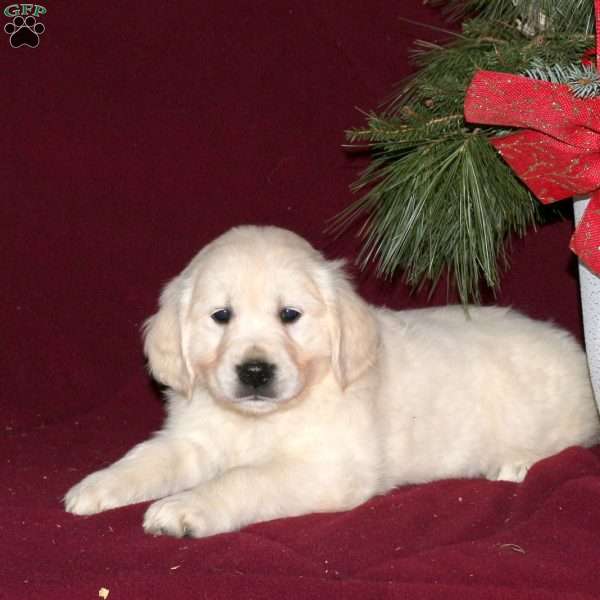 Flake, English Cream Golden Retriever Puppy