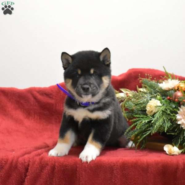 Flannel, Shiba Inu Puppy