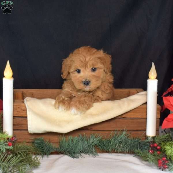 Flannel, Maltipoo Puppy