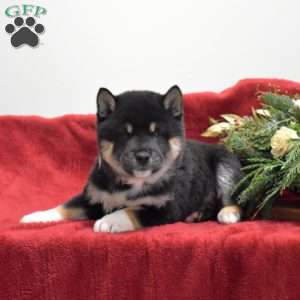 Flannel, Shiba Inu Puppy