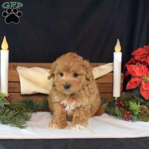 Flannel, Maltipoo Puppy